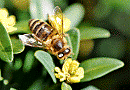 Пчелка-труженица