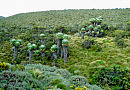 На склоне Килиманджаро