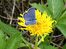 Бабочка Голубянка на одуванчике