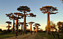 Аллея баобабов на Мадагаскаре