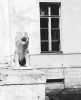 Статуя льва.