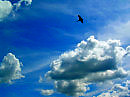 Облако и птица