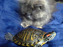 Клариссия и красноухая черепаха