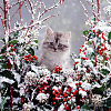 Зимний Котёнок