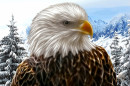 Белоголовый орлан зимой