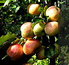 Старушкины яблоки
