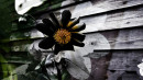 Чёрный цветок