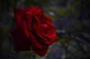 Томная роза