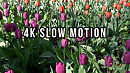 Beautiful Flowers in Slow Motion 4K