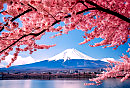 Petals on the Wind