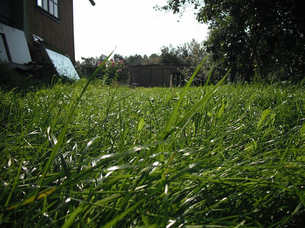 Трава трава у дома зеленая. Трава у дома. Трава в деревне у дома мелкая. Дом на траве.