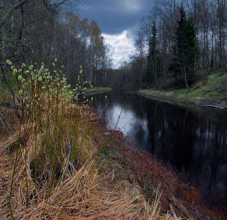Черная река песня. Черная речка Севастополь лес. Река черная речка. Тёмная речка. На речке.