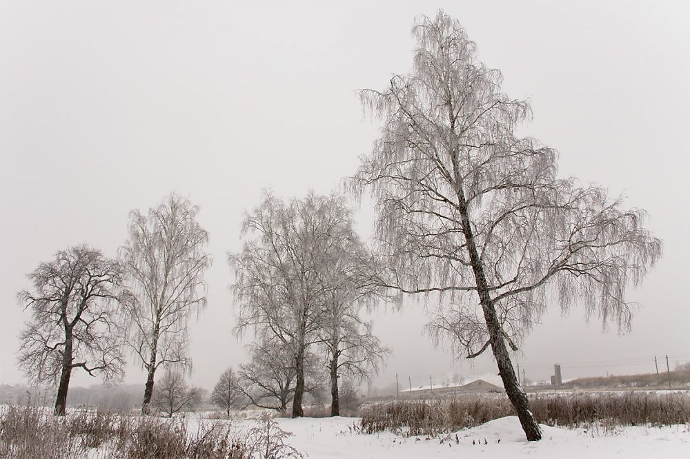 Белый снег слепит глаза. Деревья подмерзли. Промёрзшее дерево. Оледеневшие деревья Ростовская область.