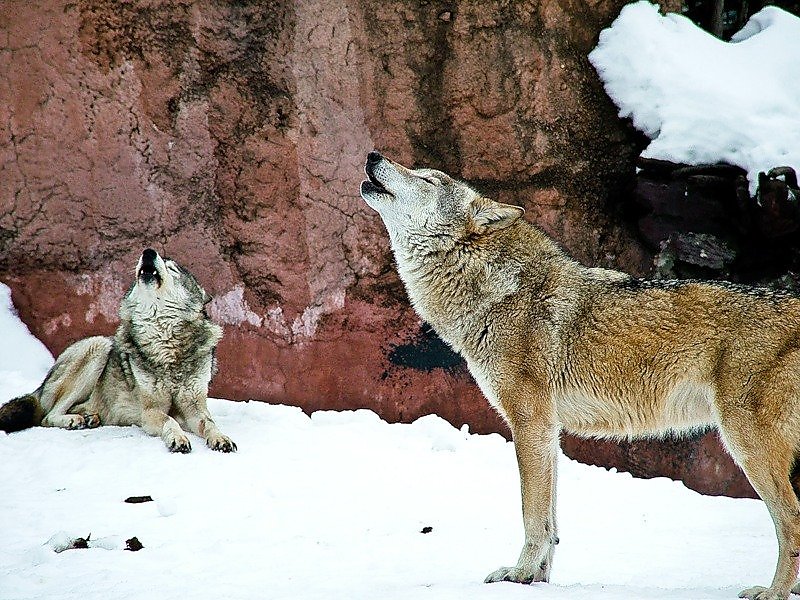 Волк в московском зоопарке. Московский зоопарк волки. Волк в зоопарке. Волк весной. Волк в Московском зоопарке зимой.