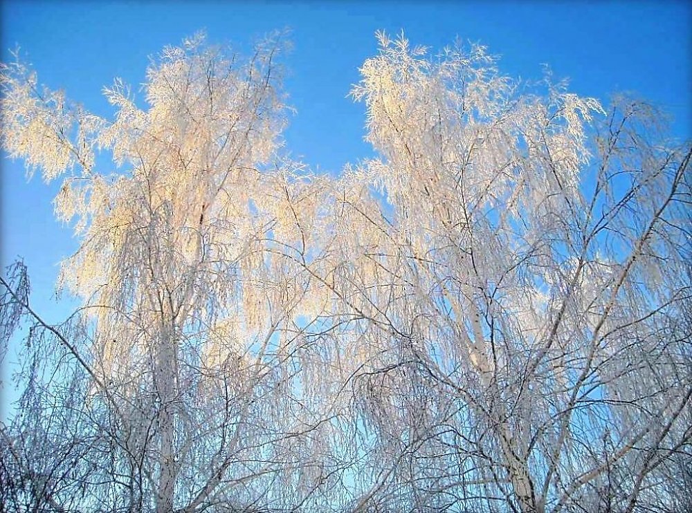 Снежная береза. Береза желтая (betula costata). От инея пожелтели березки и покраснели осины. Красивые листья в инее. Березка в красном.