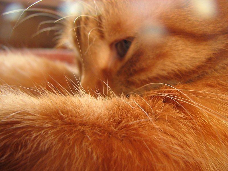Шерстка. Рыжий котенок на спине. Котёнок рыжий лапки. Рыжий пушистый кот со спины. Рыжая лапка.