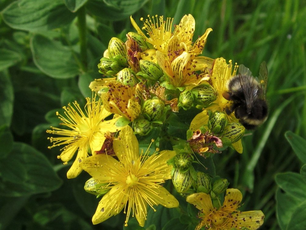 Зверобой насекомое. Полевые цветы похожие на зверобой. Пчела зверобой. Зверобой фото. Растение синий зверобой сканворд 5