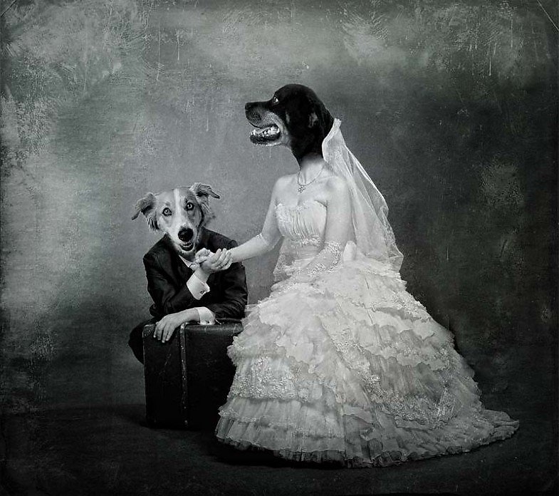 Мужчина собака в браке. Собачья свадьба. Собаки в свадебных нарядах. Собачья свадьба картина. Браки с животными.