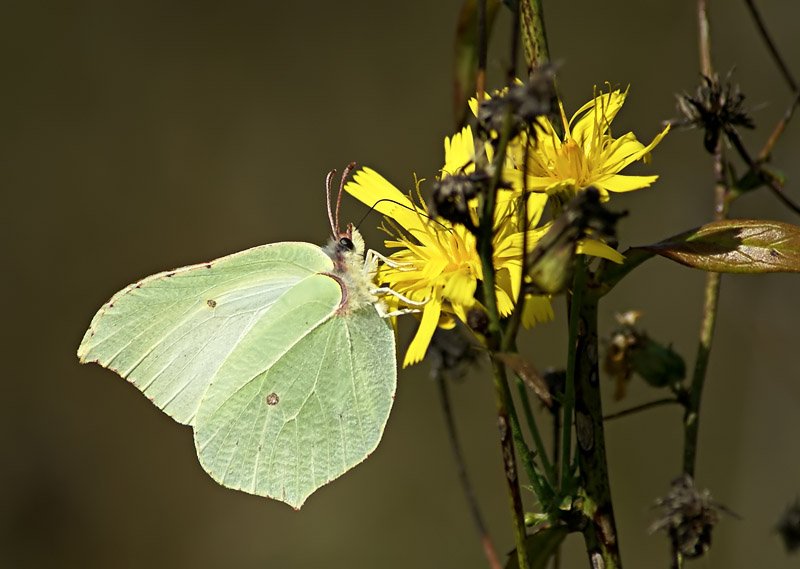 Бабочка лимонница сидит на бруснике. Gonepteryx rhamni (Linnaeus, 1758). Фиалка бабочка лимонница. ЕК-бабочка лимонница. Лимонница "сияние".