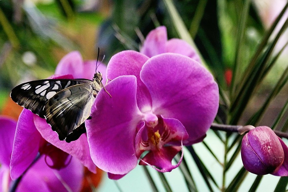 Цветы орхидея бабочка. Фаленопсис пчела. Цветущие растения архидея бабочка. Орхидея мотылек. Цветок похожий на бабочку.
