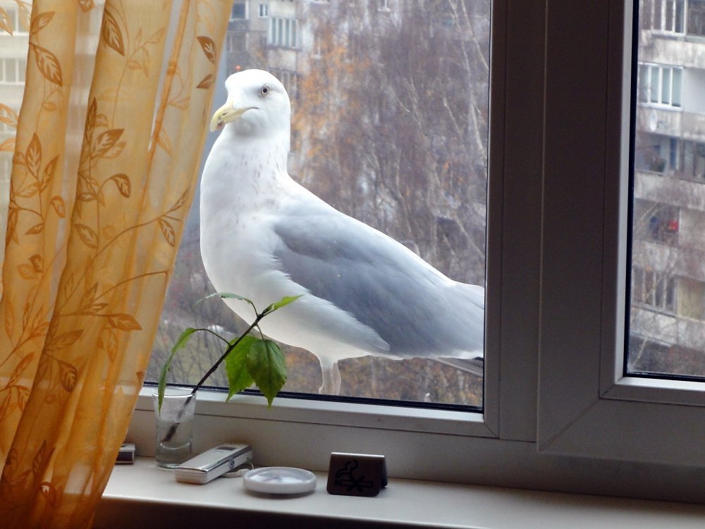 Птичка садится на окошко. Птица на подоконнике. Чайка на окне. Чайки в окне. Чайка постучала в окно.