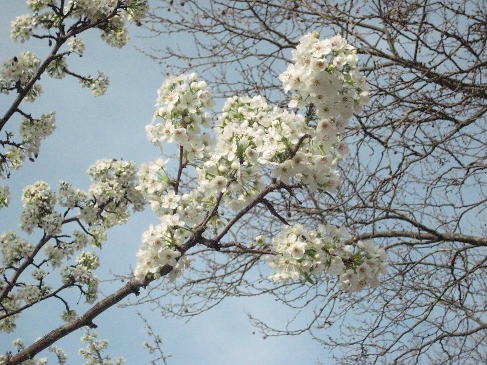 1 зацвели деревья. Цветение деревьев России. Дерево цветущее белыми цветами. Дерево цветущее белыми цветами в мае. Дерево цветущее ранней весной.