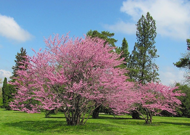 Розовое цветущее дерево название