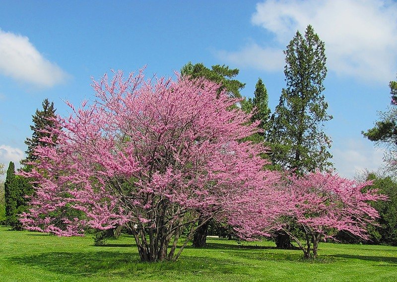 Robinia Pseudoacacia Hispida #Rose #Acacia Trees are a small shrub with #rose-pi