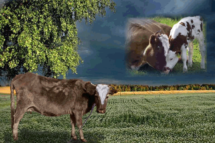 Стих есенина корова. Корова Есенин. Стихотворение корова Есенин. Есенин про теленка.