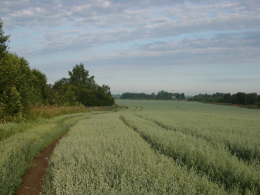 Agricom зібрав рекордний урожай безглютенового вівса