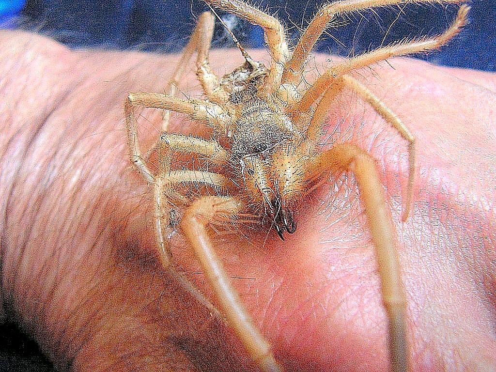 Сольпуга, или фаланга (лат. Galeodes araneoides)