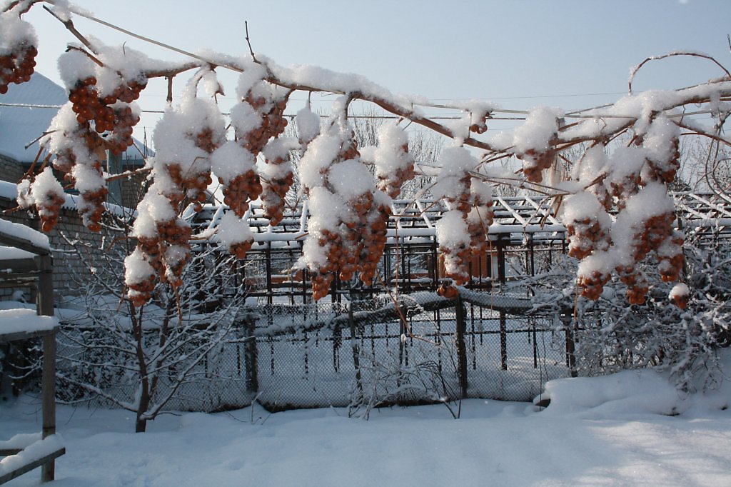 виноградник зимой фото