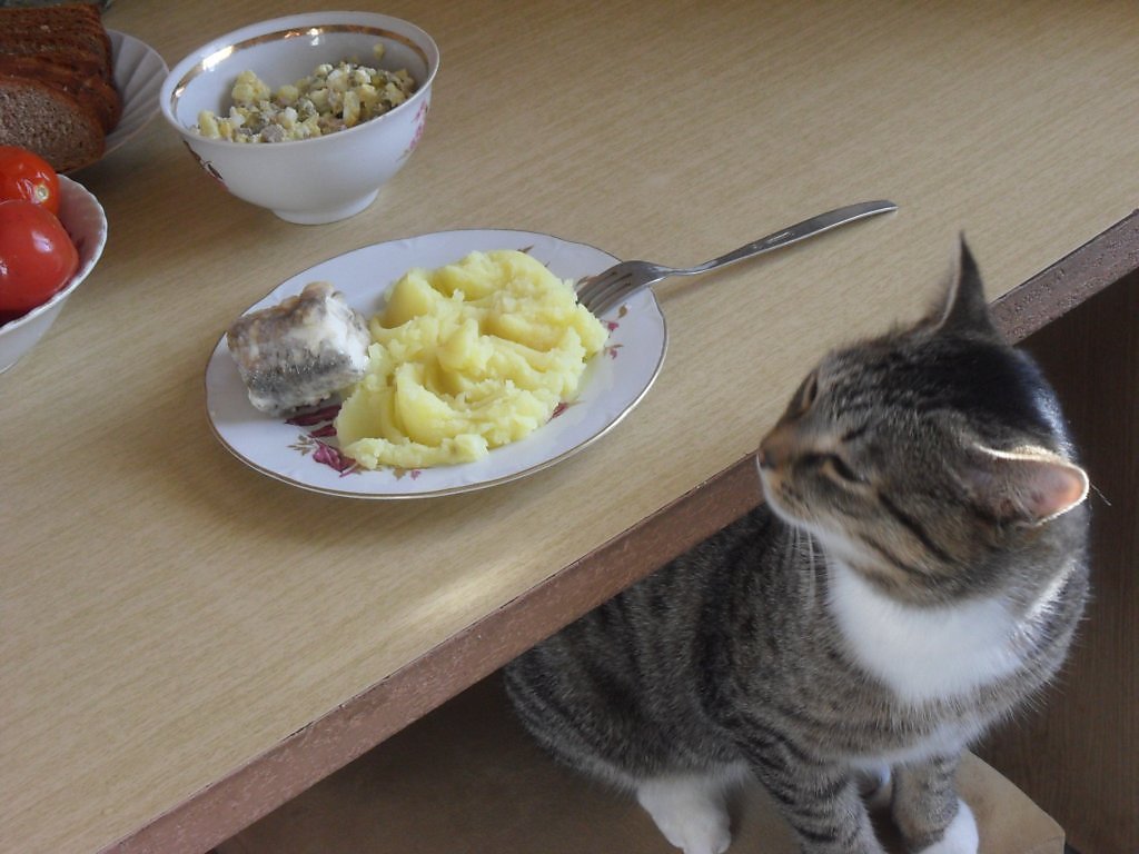 Котам можно картошку. Кот ест картошку. Кот жрет картошку. Кот жарит картошку.