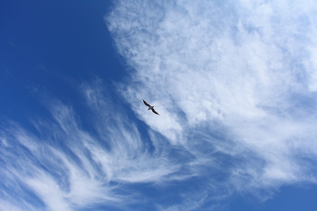 Облака крылатые. Летать в облаках. Пролетающие облака. Что летает в небе. Облако улетает в небо.