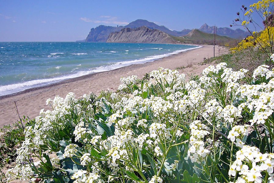 Крым в начале мая. Цветущий Крым. Крым весной. Цветущие растения Крыма.