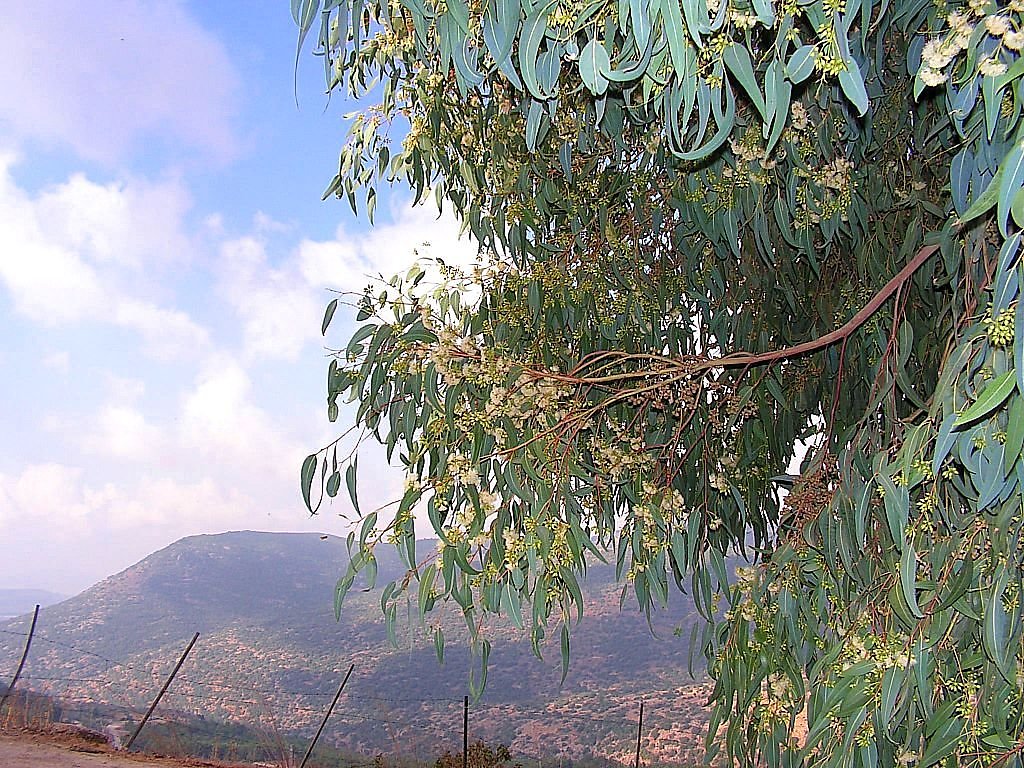 Eucalyptus cinerea - Image of an specimen - Plantarium