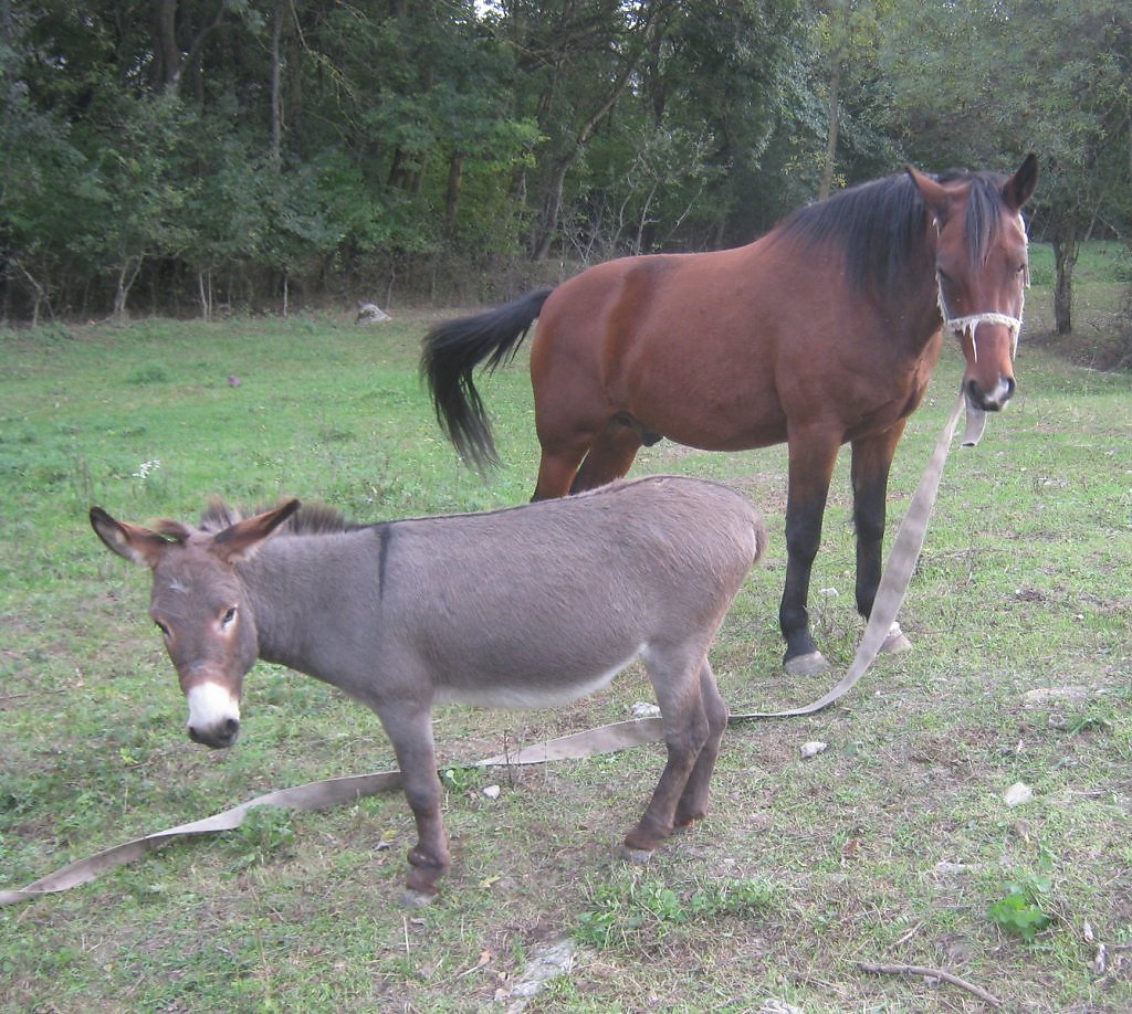 Осел и кобыла 3 букв. Осел и кобыла 3 букв. Сын кобылы и осла 3 буквы. Ослик и лошадь. Лошадь и осел.