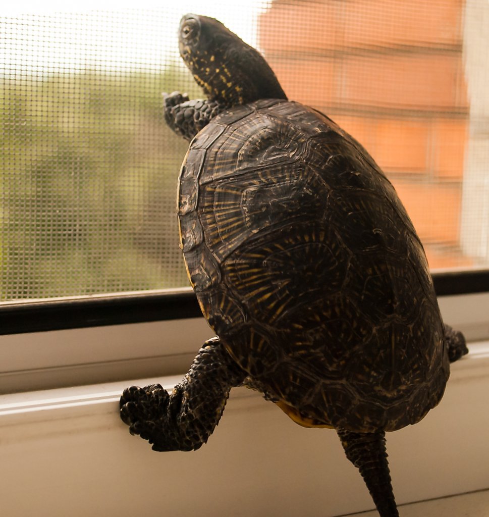 Черепаха ползет в 6 раз медленнее чем. Черепаха приползла во двор. Черепахи ползают по стенам. Черепаха ползет вниз. Умеют черепахи быстро ползать.