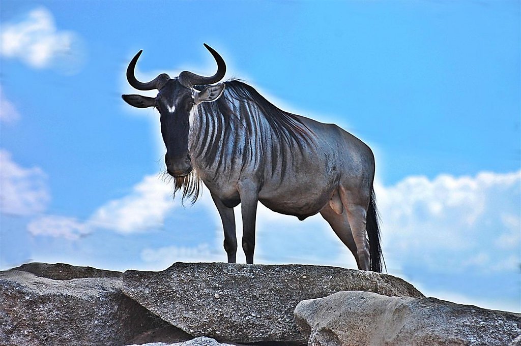 Сайт гну. Антилопа гну. Африканская антилопа гну. Черная антилопа гну. Антилопа гну статуя.