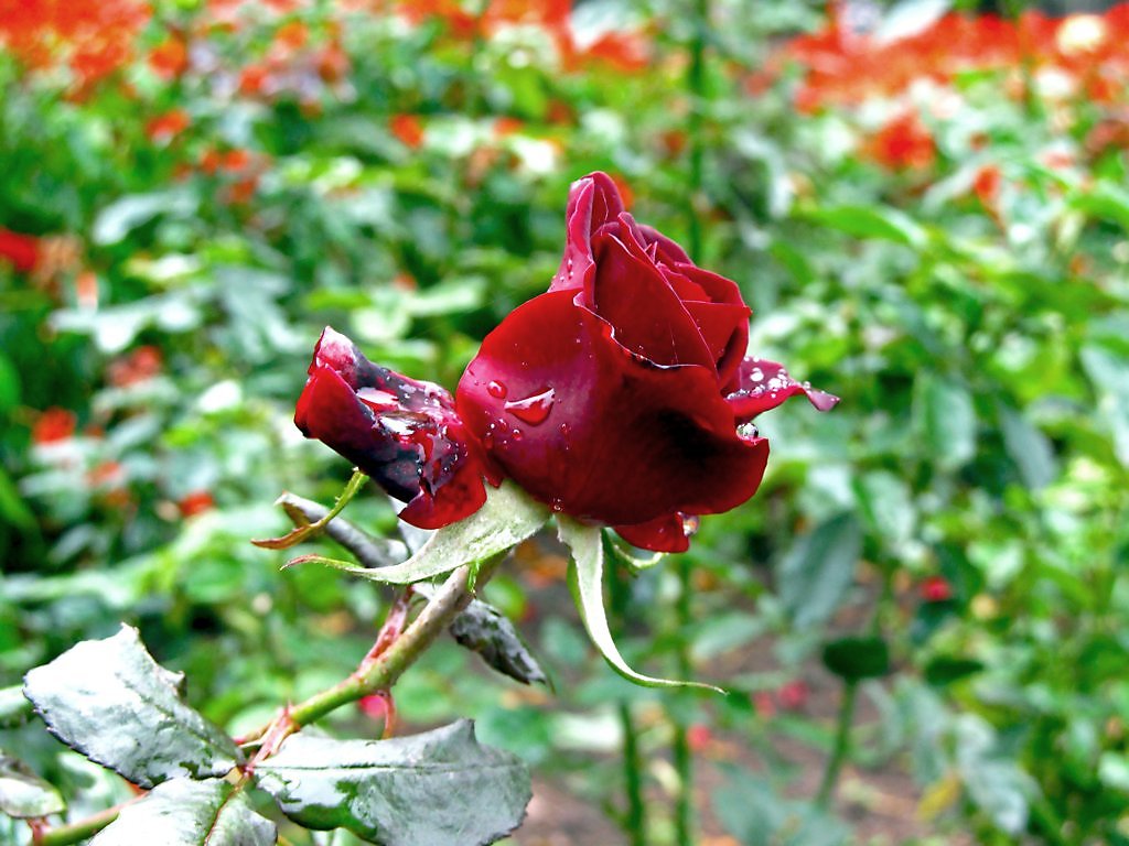 Каталоги роз на осень 2024 года. Малиновые осенние розы. Розы и осень картинки.