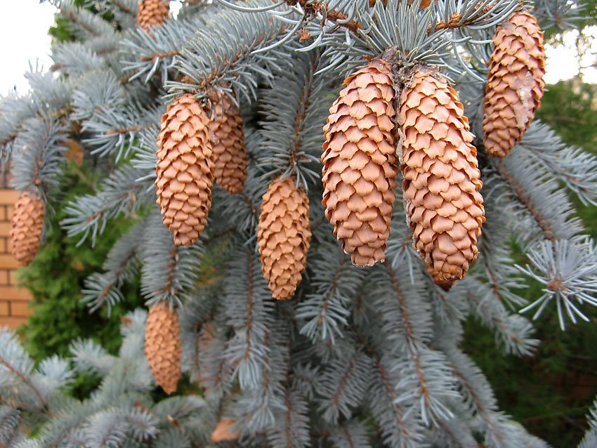 Ель обыкновенная хвоинки. Название шишки ели. Название шишки ели. Хвойные деревья с шишками. Ель европейская (ель обыкновенная) шишки, хвоя.