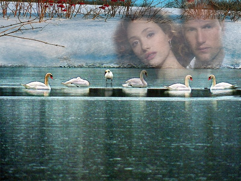 Я куплю тебе дом у пруда караоке. Девушка у озера с лебедями. Лебеди на пруду зимой. Плывет стадо Лебединое. Лебединый рай.