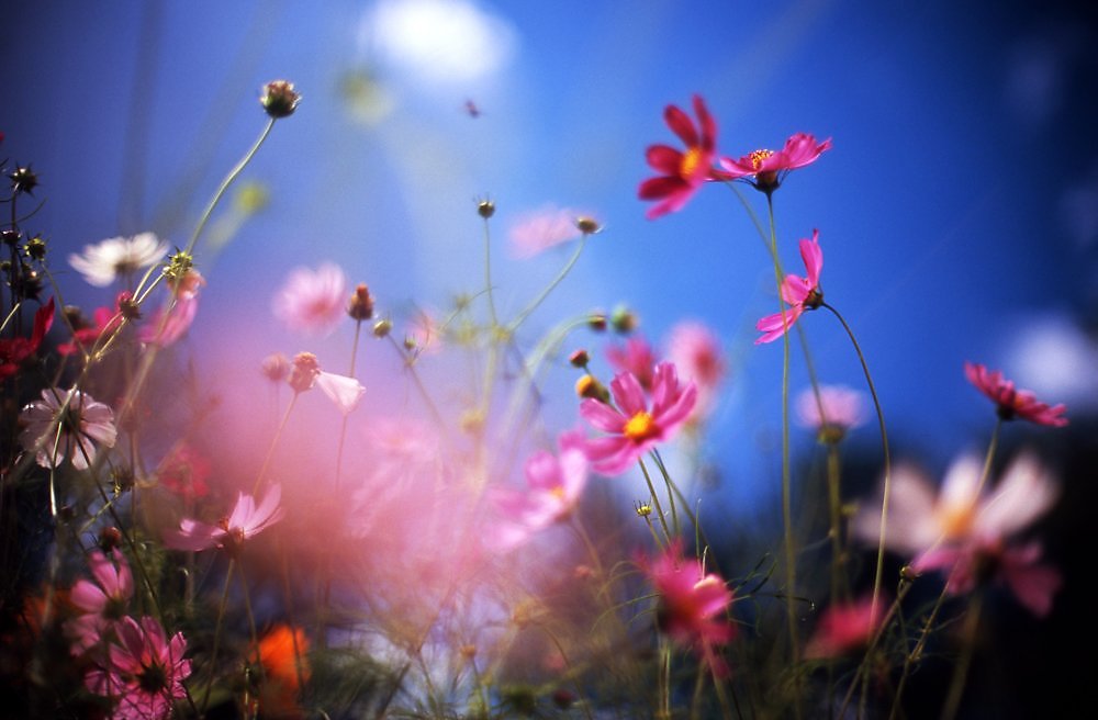 Насколько прекрасен. Прекрасный мир. Цветы. Роса на цветах. Природа глазами души.