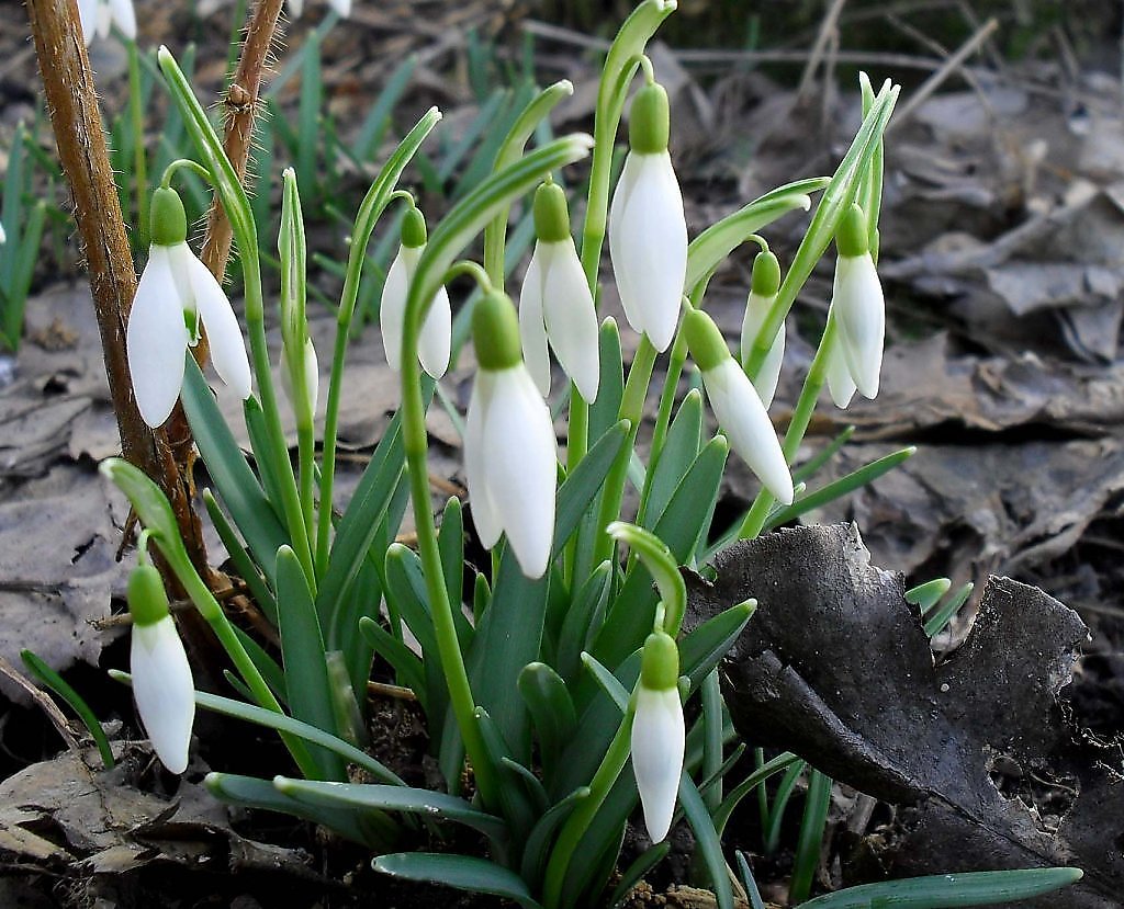 очарование весны