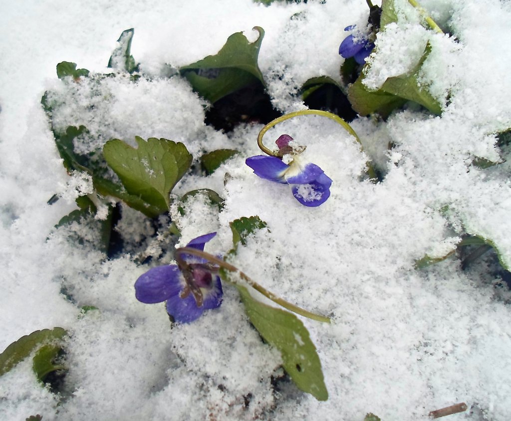 Цветков сугробов. Растения под снегом зимой. Фиалки в снегу. Под снегом. Фиалки под снегом.