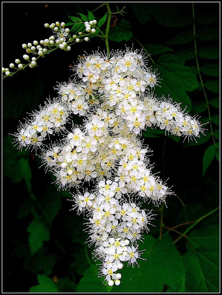 Гроздья пушистые. Спирея белая пушистая. Романс белой акации гроздья. Белой акации цветы эмиграции. Акации гроздья душистые.