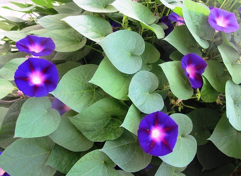 Zinnia Rathenslog слушать онлайн на Яндекс Музыке