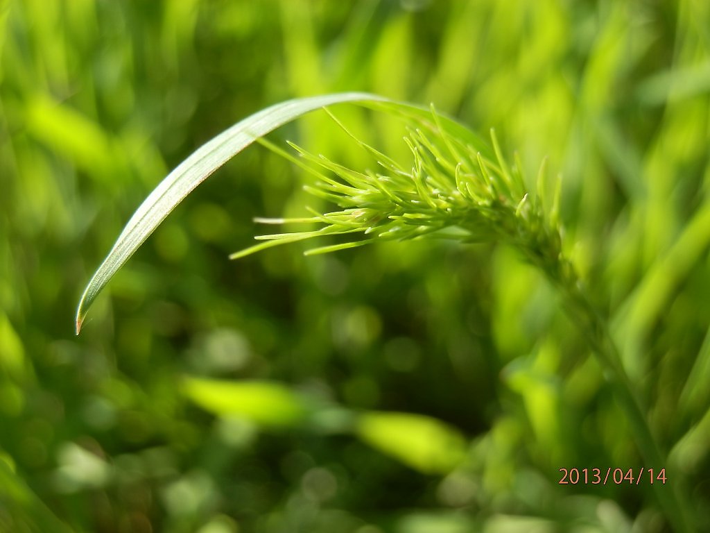 1 мая трава