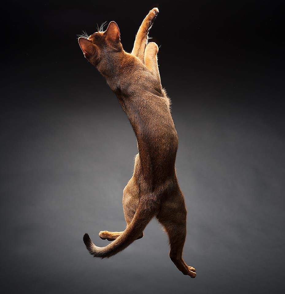 Action cat. Кошка в прыжке. Кошка в движении. Грациозная кошка. Красивые позы кошек.