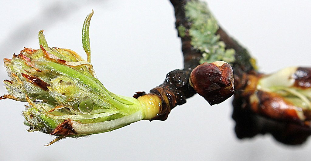 Blossoming Buds of Pear Tree. Dissolve Kidney Pears Stock Photo - Image of blue,